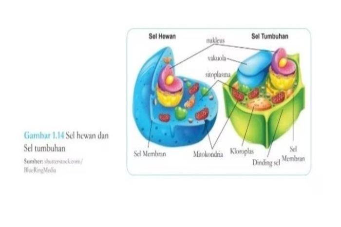 Kunci jawaban ipa kelas 8 halaman 13 kurikulum merdeka