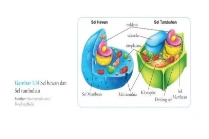 Kunci jawaban ipa kelas 8 halaman 155 kurikulum merdeka