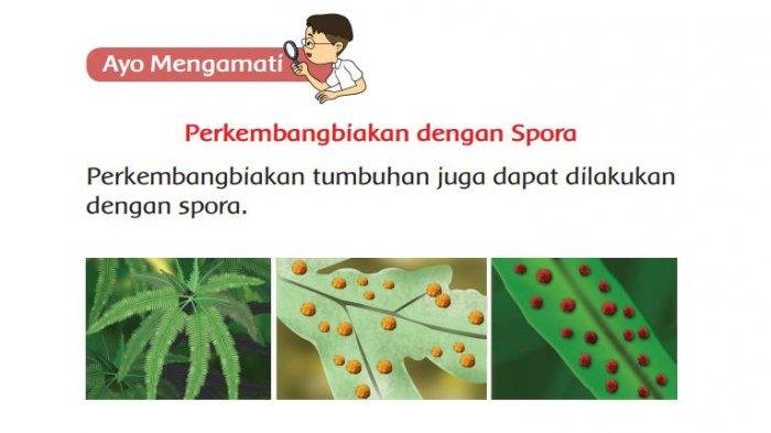 Kunci jawaban tema 1 kelas 3 halaman 175