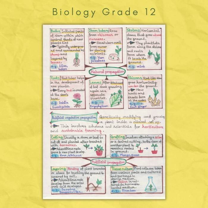 Kunci jawaban bupena biologi kelas 12