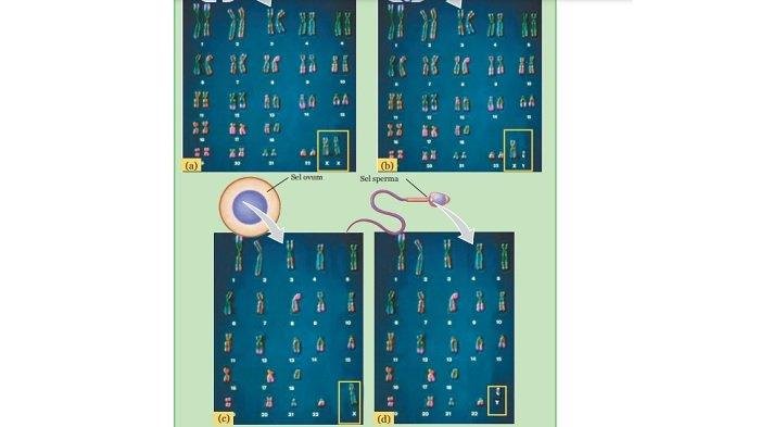 Kunci jawaban ipa kelas 9 halaman 131
