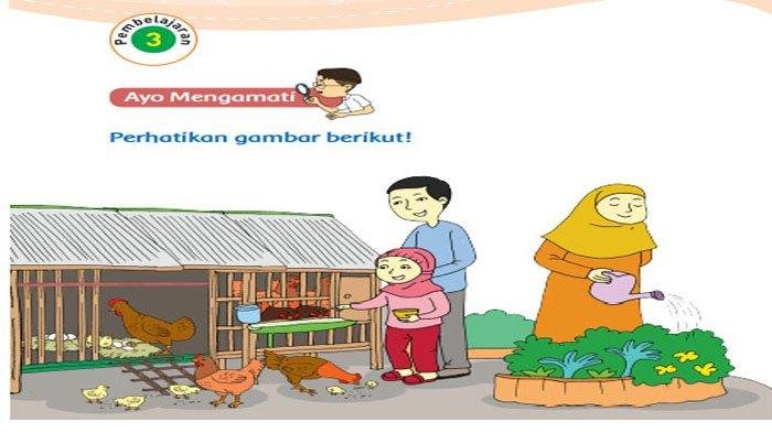 Kunci jawaban tema 1 kelas 3 halaman 50 51